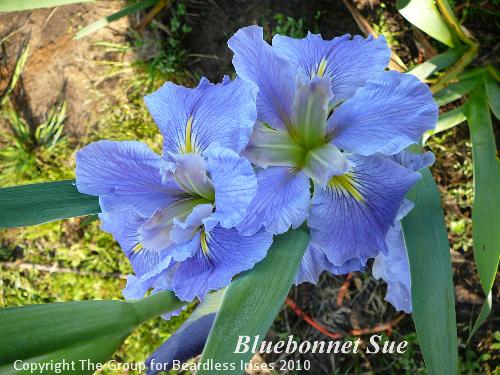 Blue Bonnet Sue 